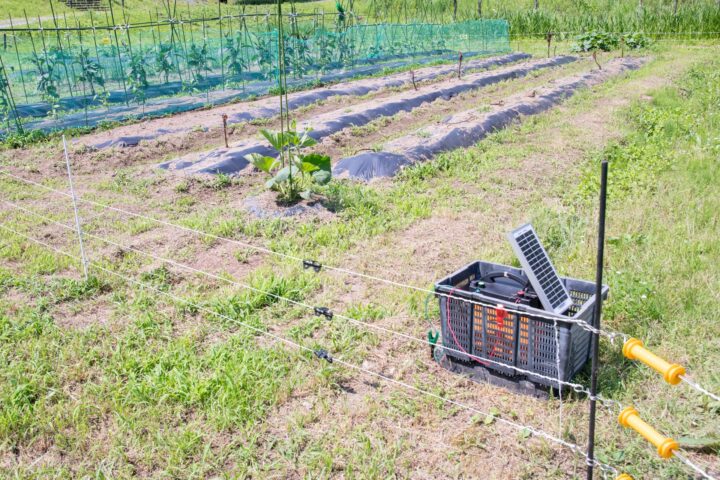 駆除作業開始<br>