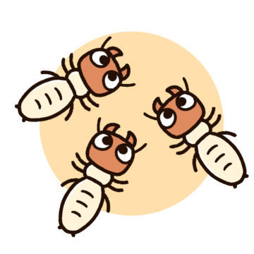 シロアリ